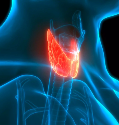 tireoide-endocrino
